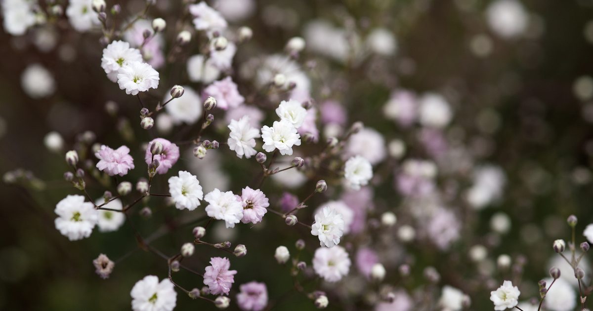Gypsophila Paniculata 'Snowflake' (Dbl) (1 QT.)