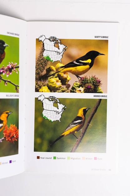 Attracting & Feeding Orioles