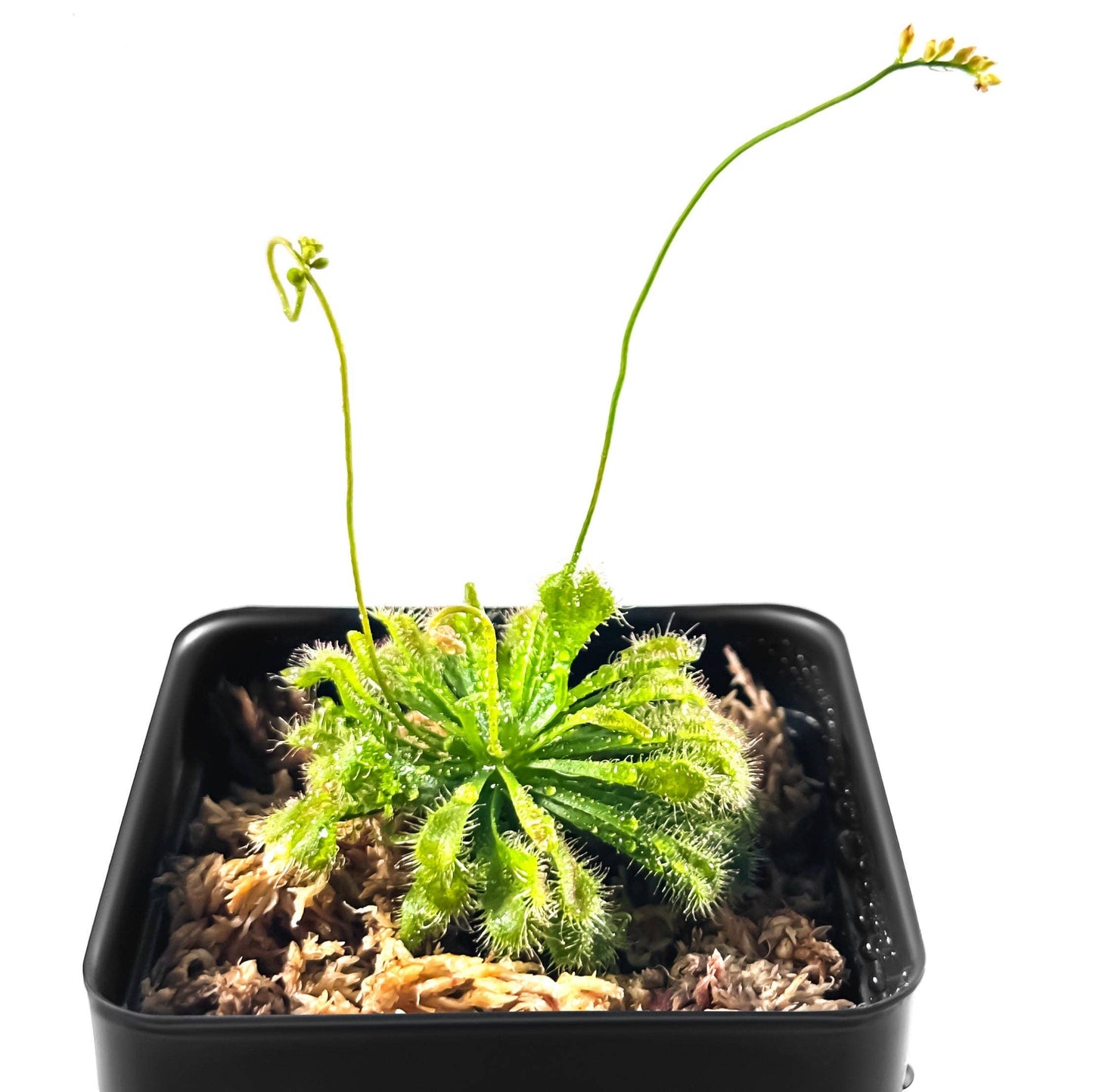 Large Size Spoon-leaved Sundew Plant. 2” Diameter, Drosera Spatulata, Carnivorous Plant