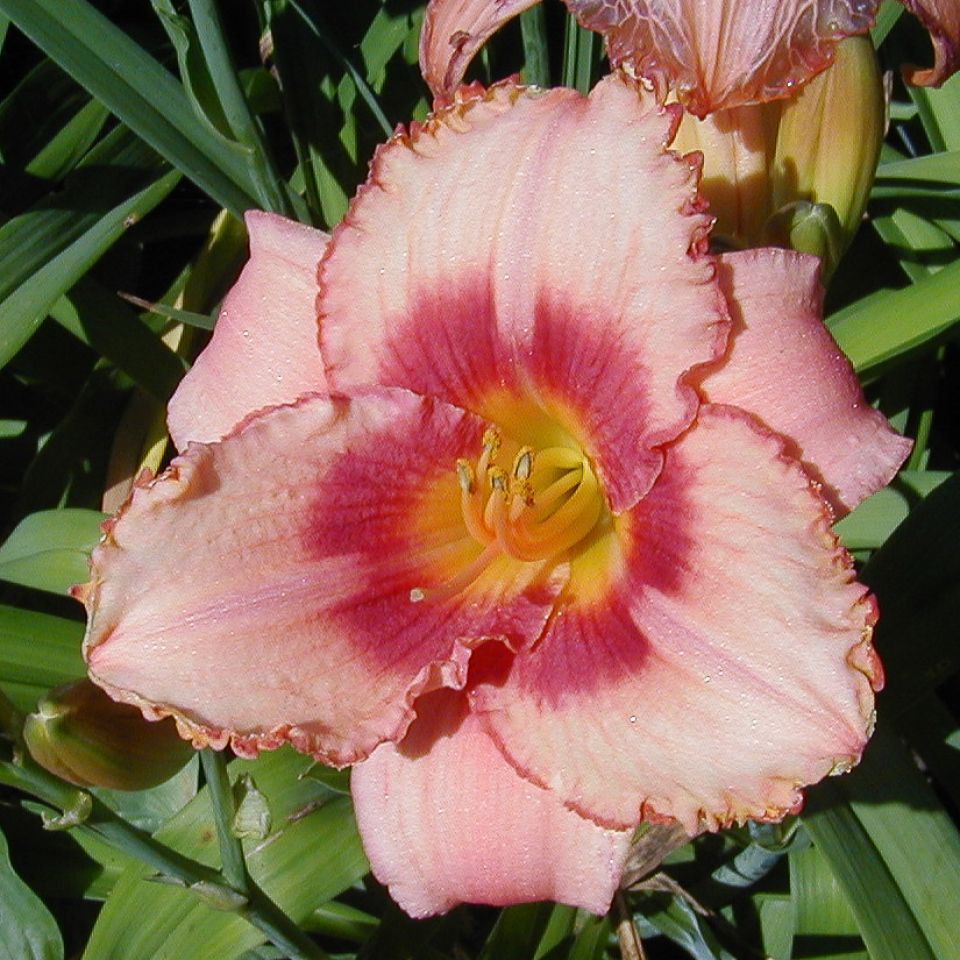Hemerocallis 'Strawberry Candy' (1 QT.)