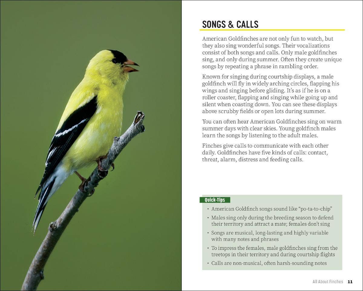 Attracting & Feeding Finches