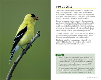 Attracting & Feeding Finches