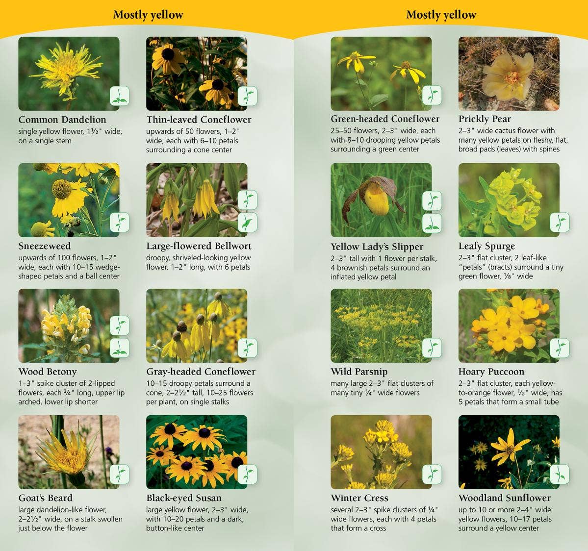 Wildflowers of Midwest Quick Guide