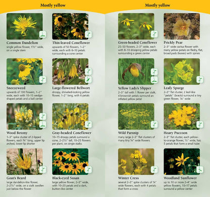 Wildflowers of Midwest Quick Guide