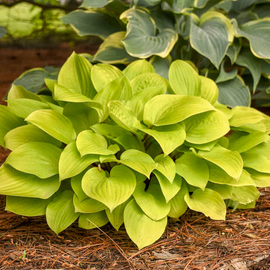 Hosta 'Fire Island' (1 QT.)