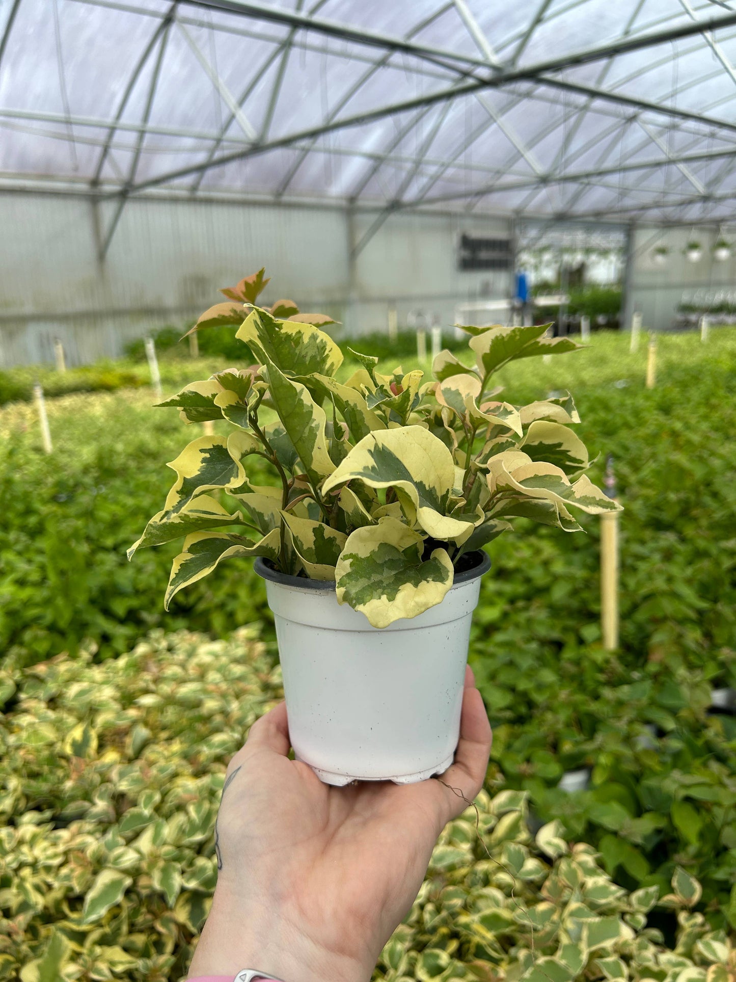 4" Bougainvillea