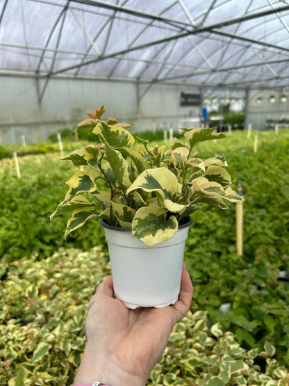 4" Bougainvillea