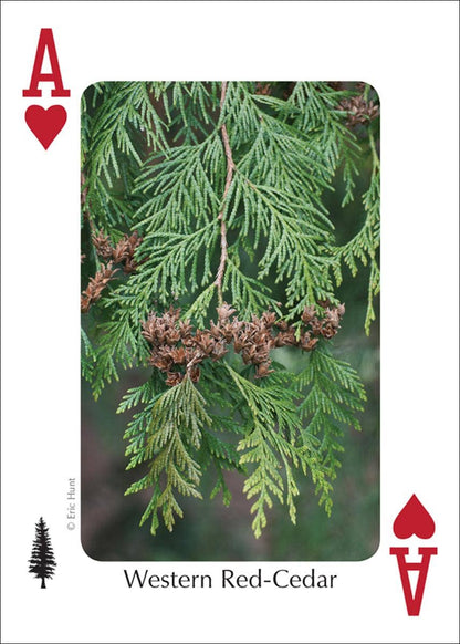 Trees of Northwest Playing Cards