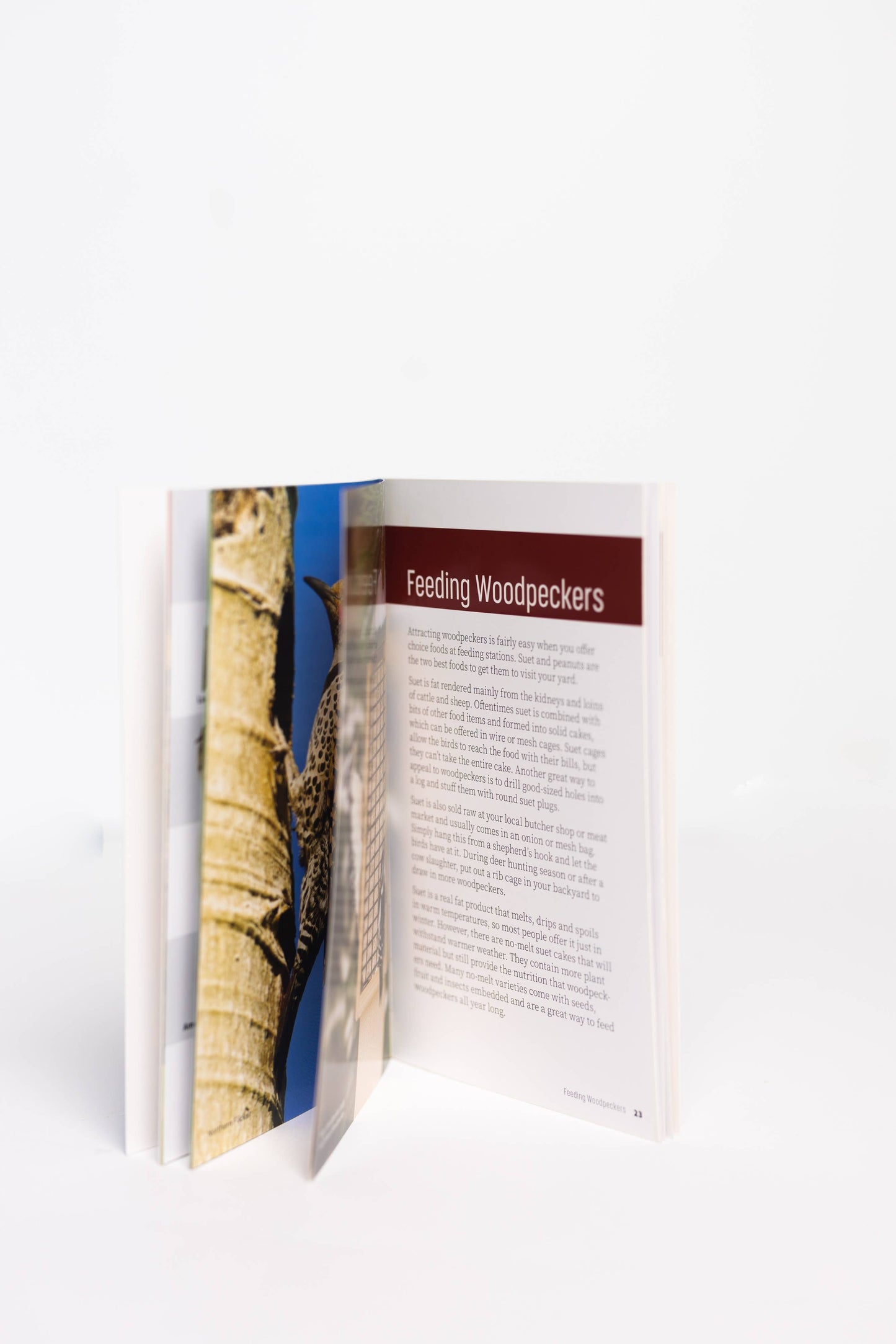Attracting & Feeding Woodpeckers