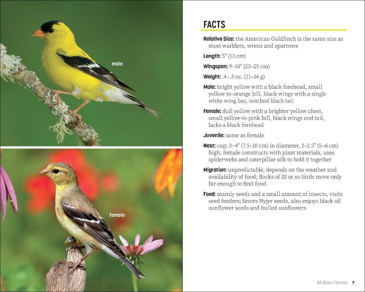 Attracting & Feeding Finches