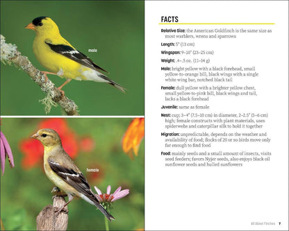 Attracting & Feeding Finches