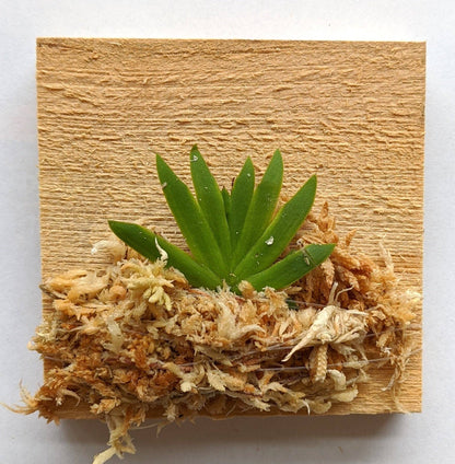 Psygmorchis Pusilla, Miniature Oncidium Orchid, Wood Mount