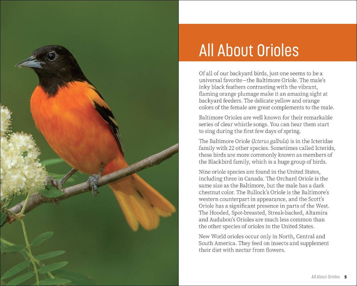 Attracting & Feeding Orioles