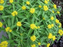 Tarragon (Artemisia Dracunculus) French (3.5")