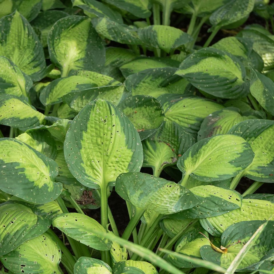 Hosta 'Captain Kirk' (1 QT.)