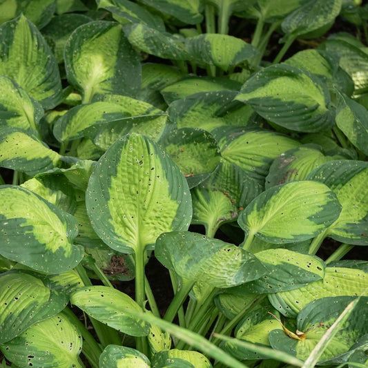 Hosta 'Captain Kirk' (1 QT.)