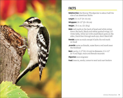 Attracting & Feeding Woodpeckers