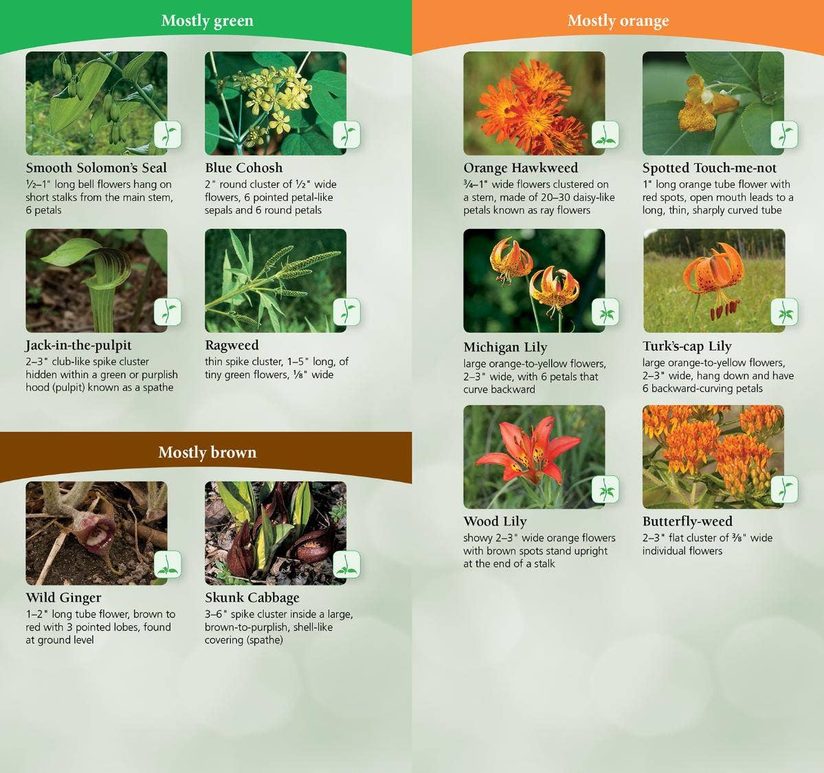 Wildflowers of Midwest Quick Guide