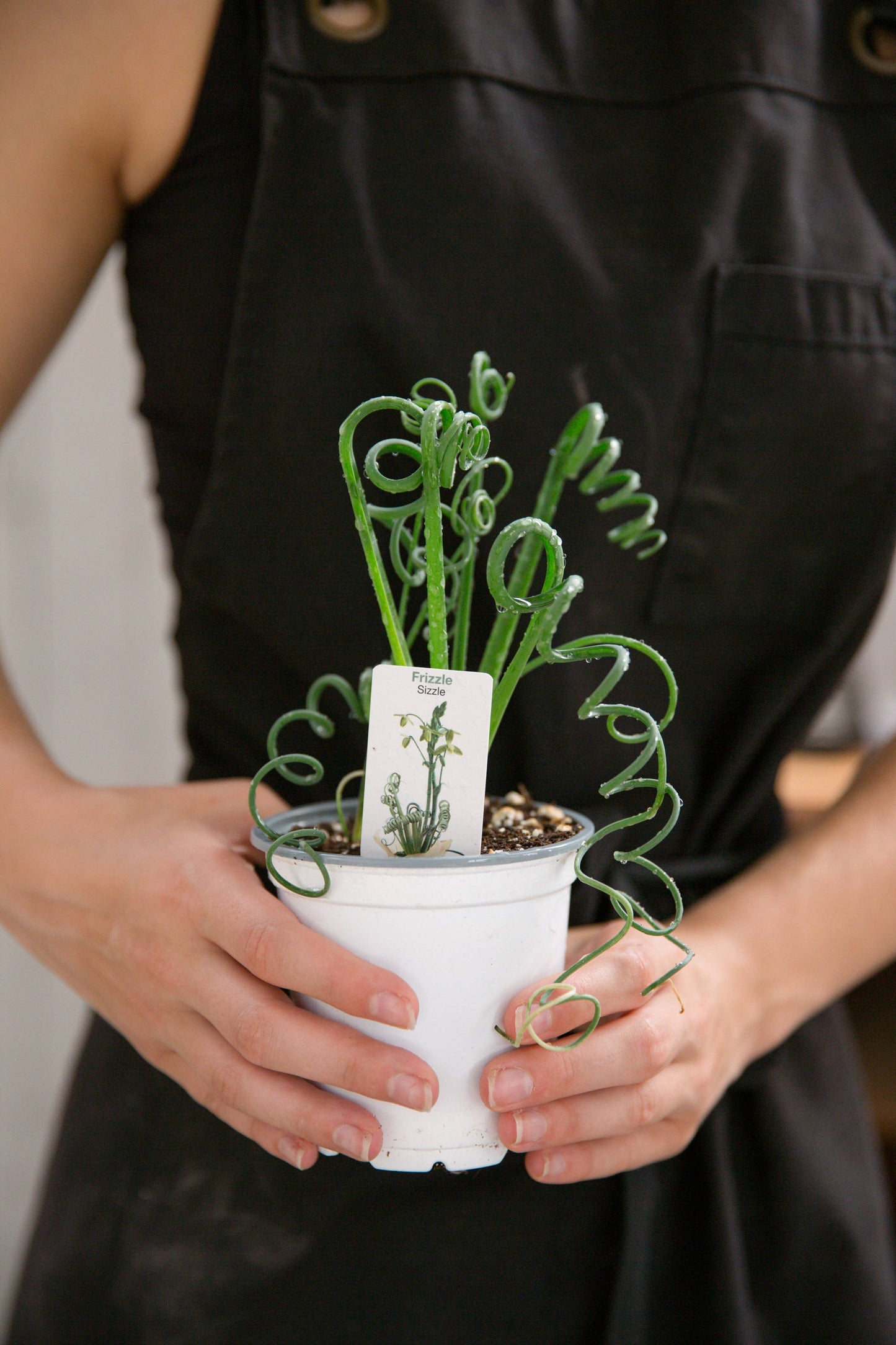 4" Frizzle Sizzle Plant