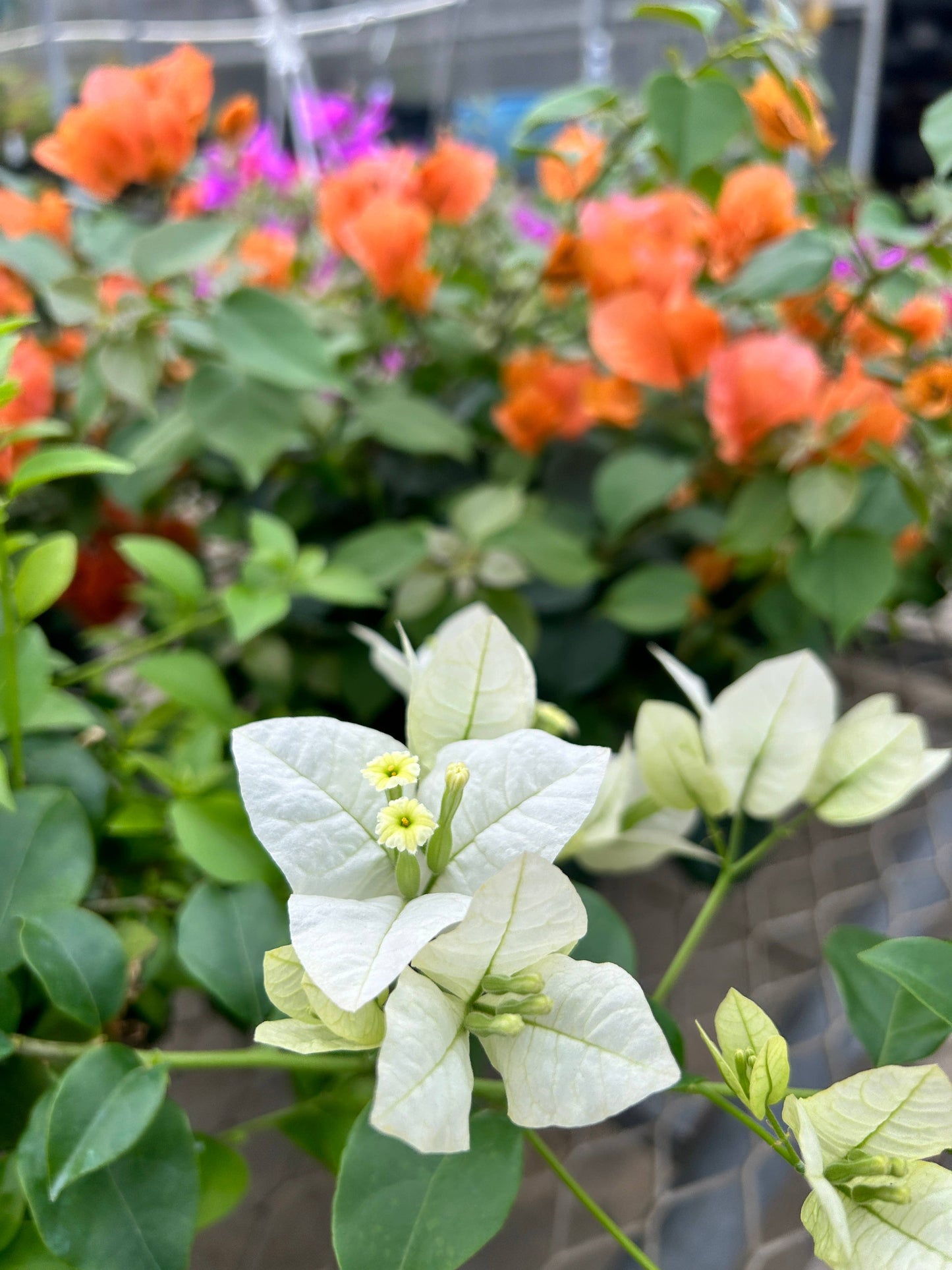 4" Bougainvillea
