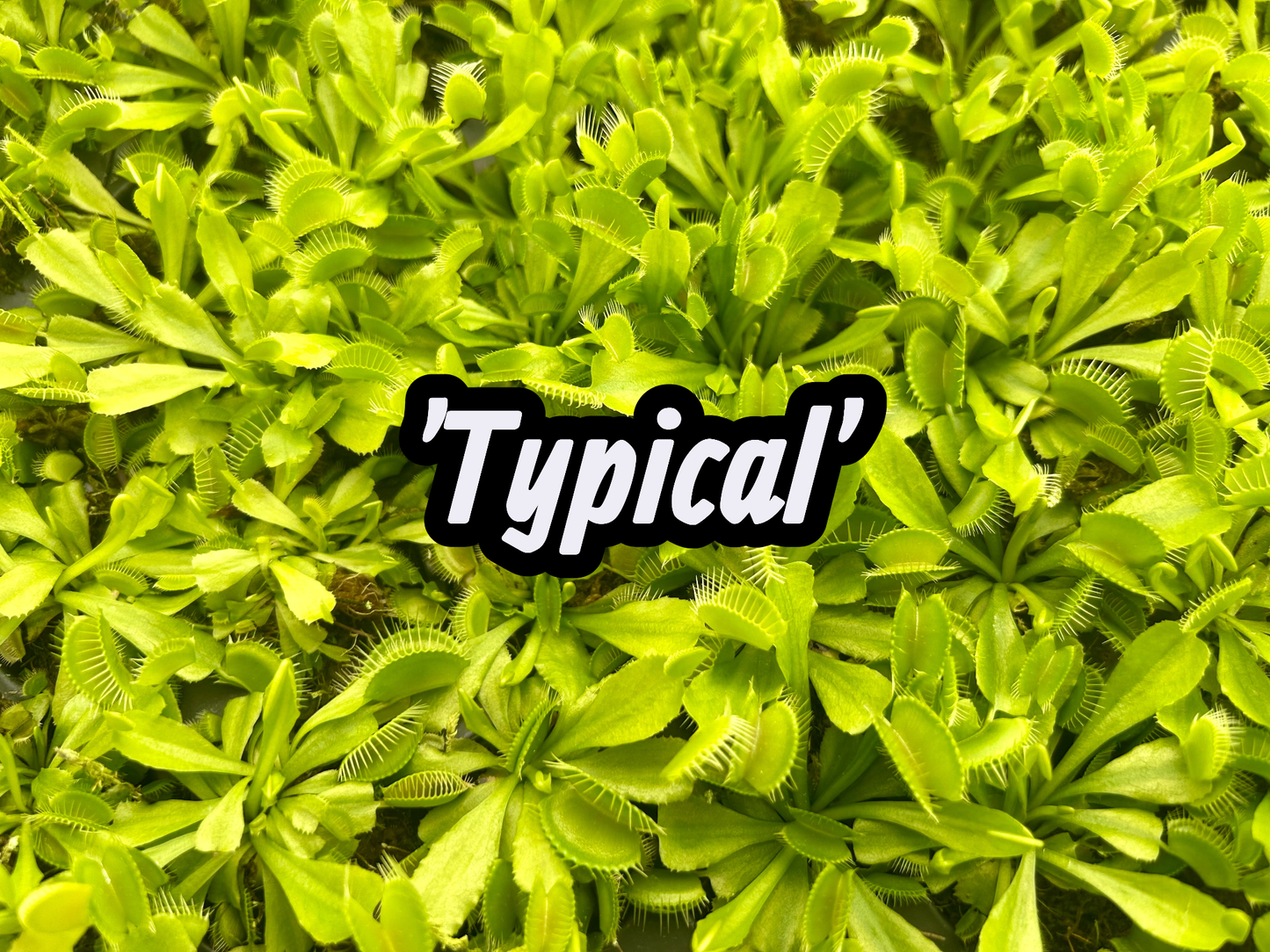 98 Cell Pack Venus Fly Traps - Liners