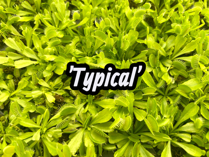 98 Cell Pack Venus Fly Traps - Liners