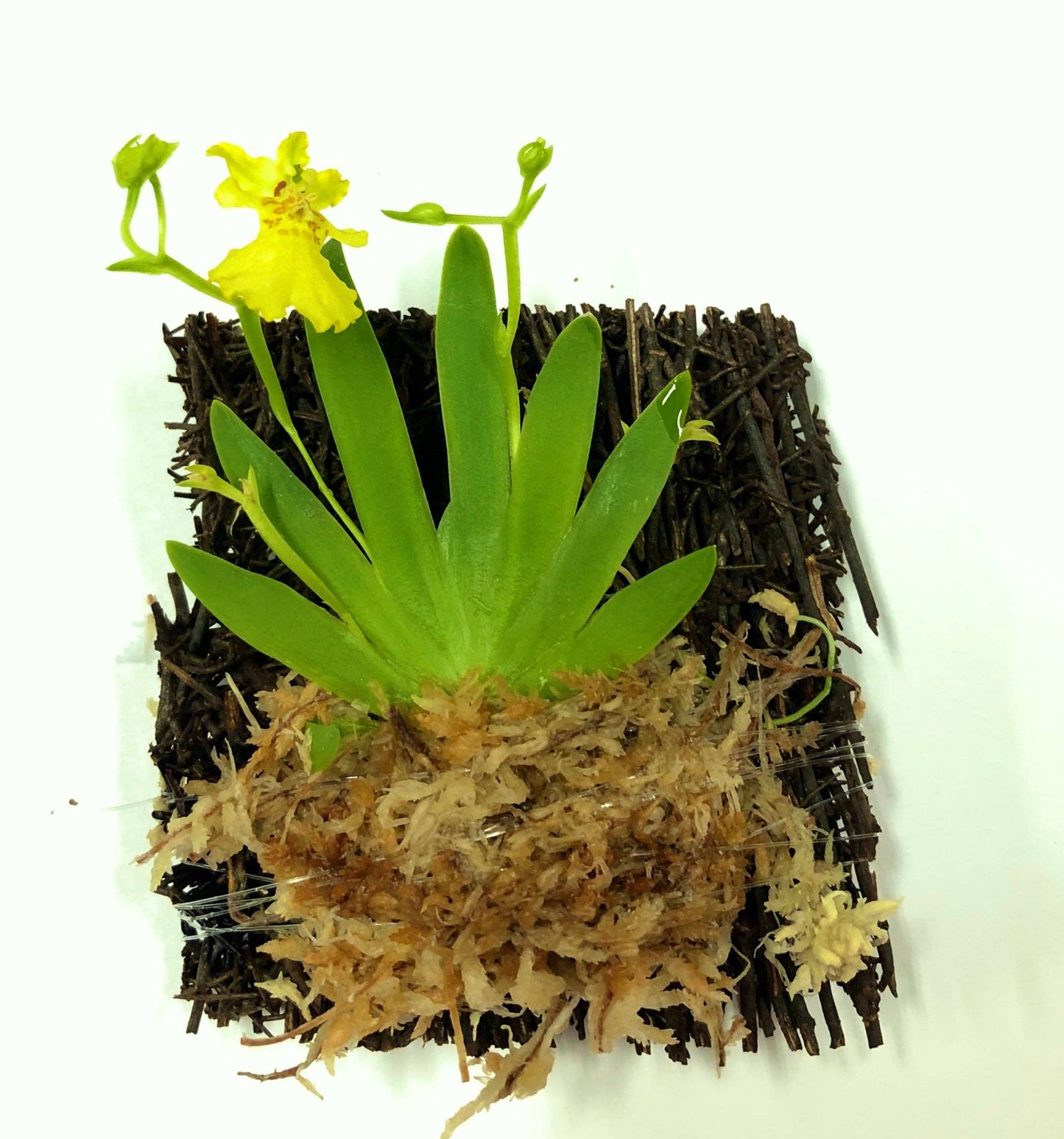 Psygmorchis Pusilla, Miniature Oncidium Orchid, Wood Mount