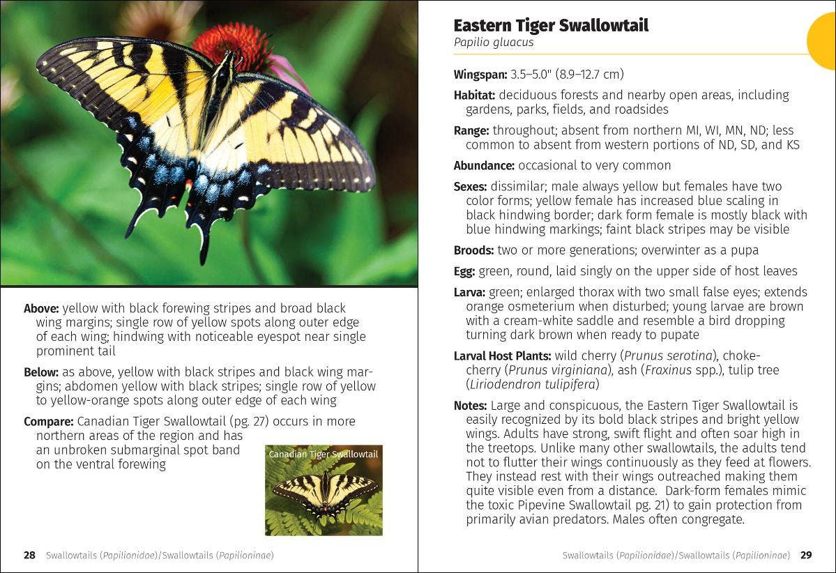 Butterflies of the Midwest Field Guide