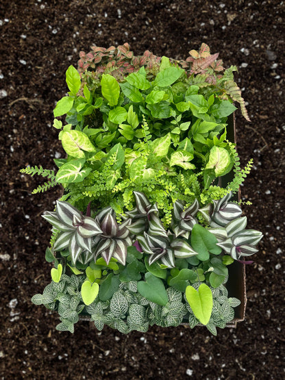 PIXIE Plant Assortment Live Plant 2.5 in