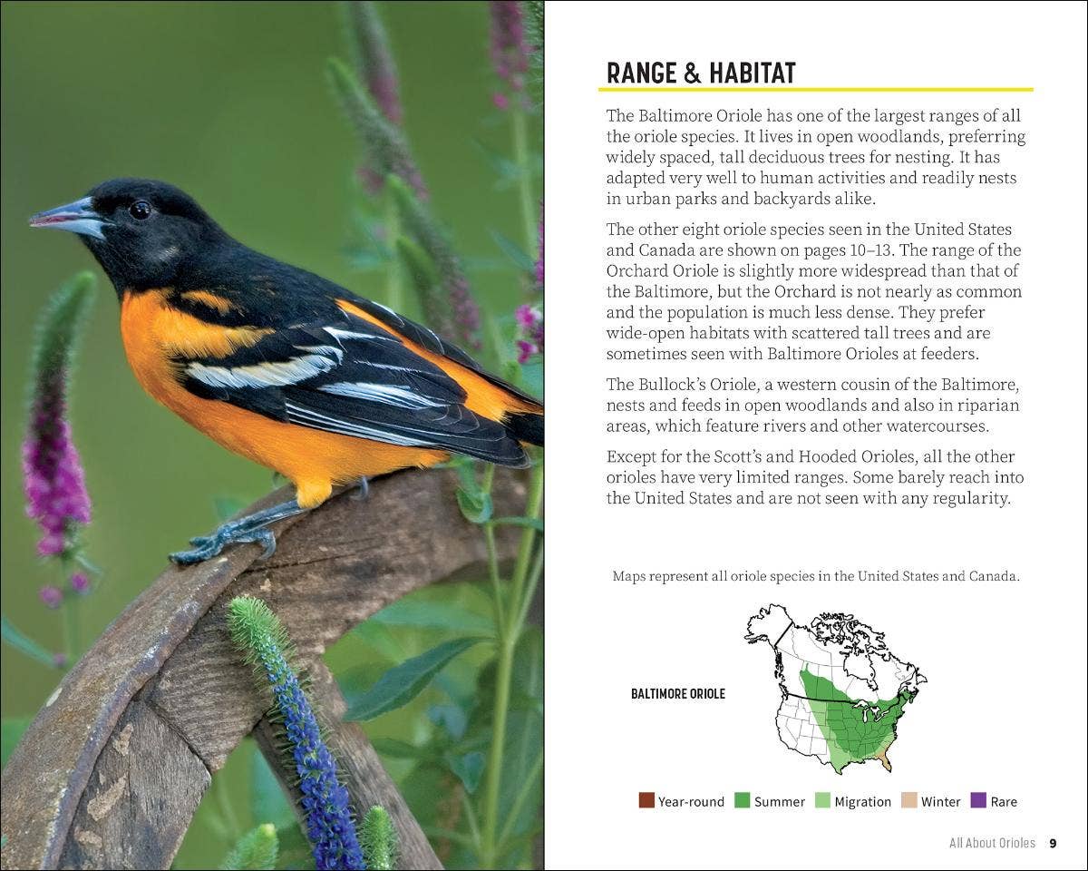 Attracting & Feeding Orioles