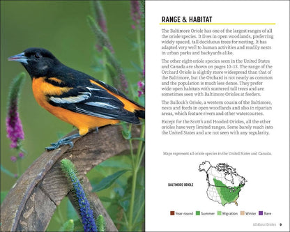 Attracting & Feeding Orioles