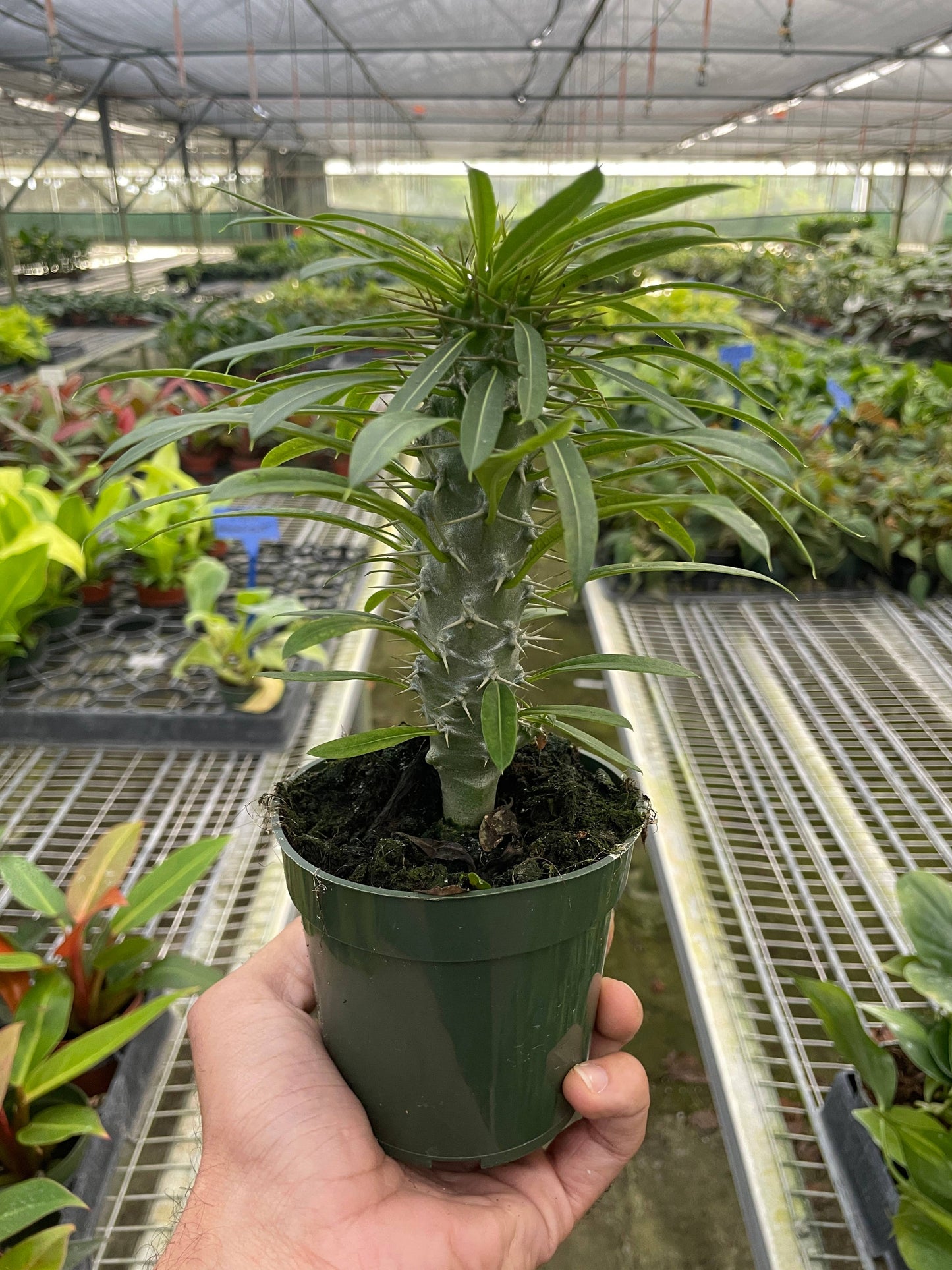 Pachypodium 'lamerei' (Madagascar Palm) - 4" Pot