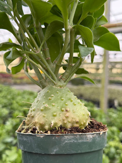 Ant Plant 4" Live Plant