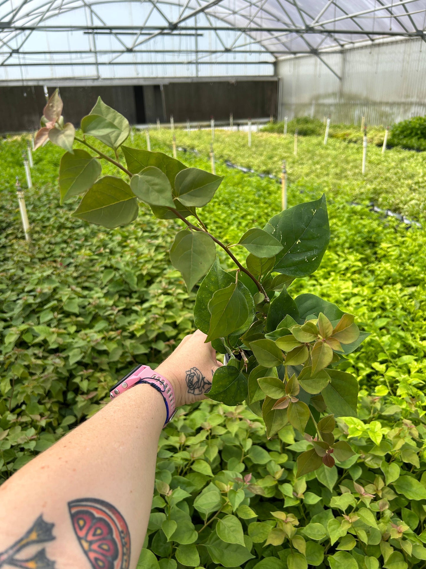 4" Bougainvillea