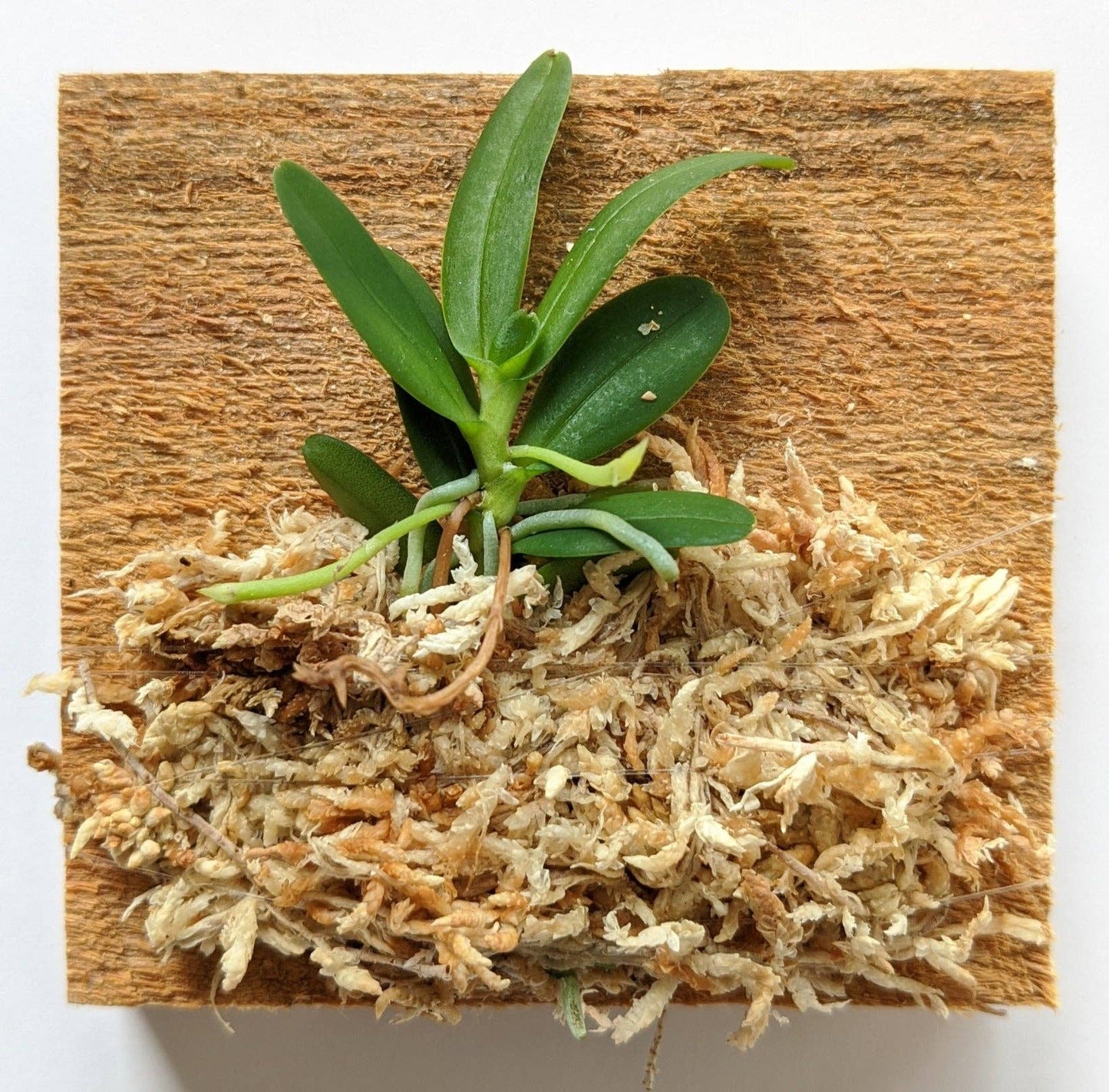 Haraella Retrocalla, Taiwan Fragrant Orchid (香蘭), Miniature Orchid, Easy to Grow