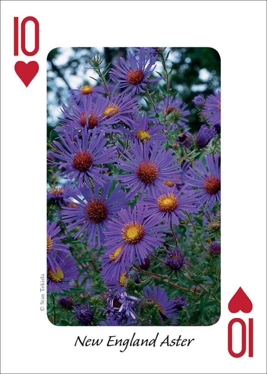 Wildflowers of Midwest Playing Cards