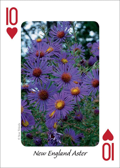 Wildflowers of Midwest Playing Cards