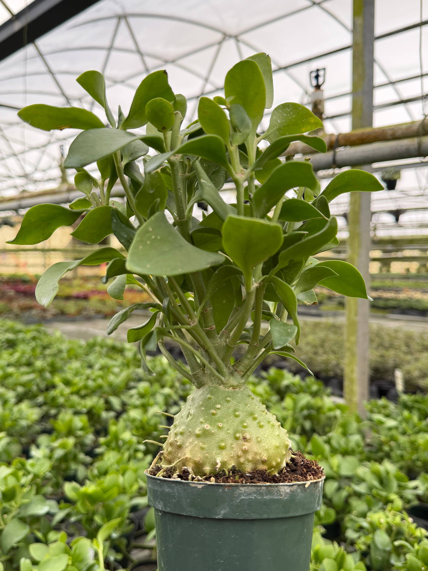 Ant Plant 4" Live Plant