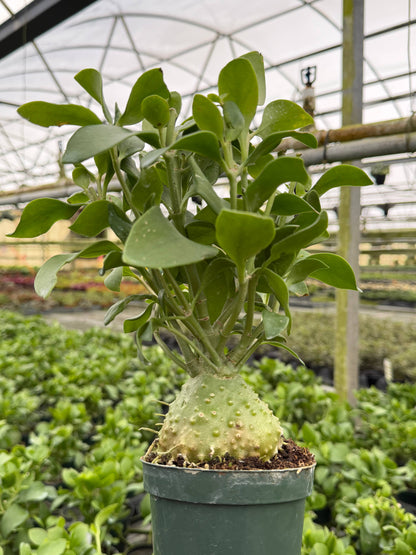 Ant Plant 4" Live Plant