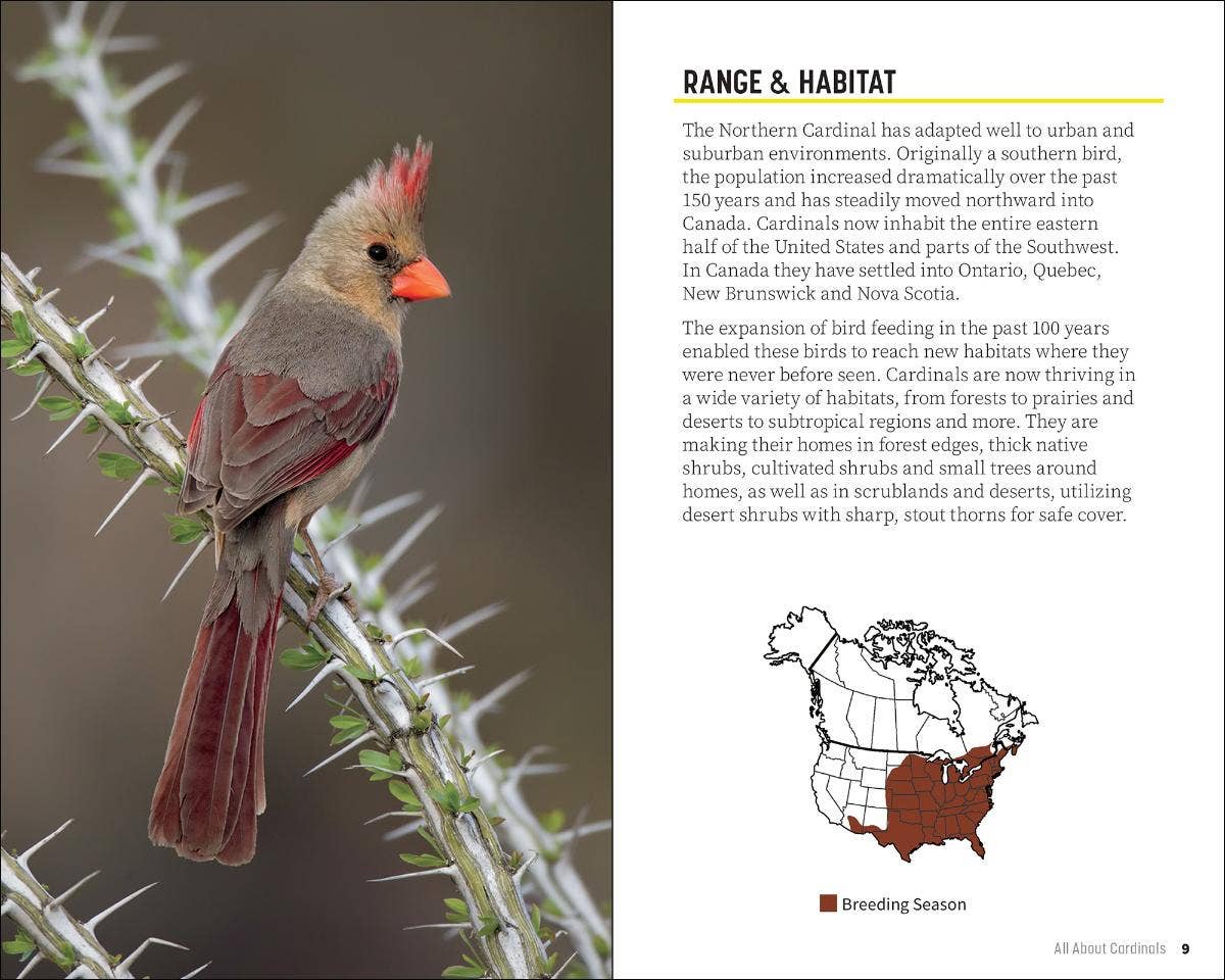 Attracting & Feeding Cardinals