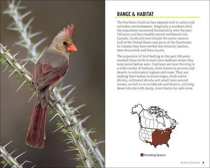 Attracting & Feeding Cardinals