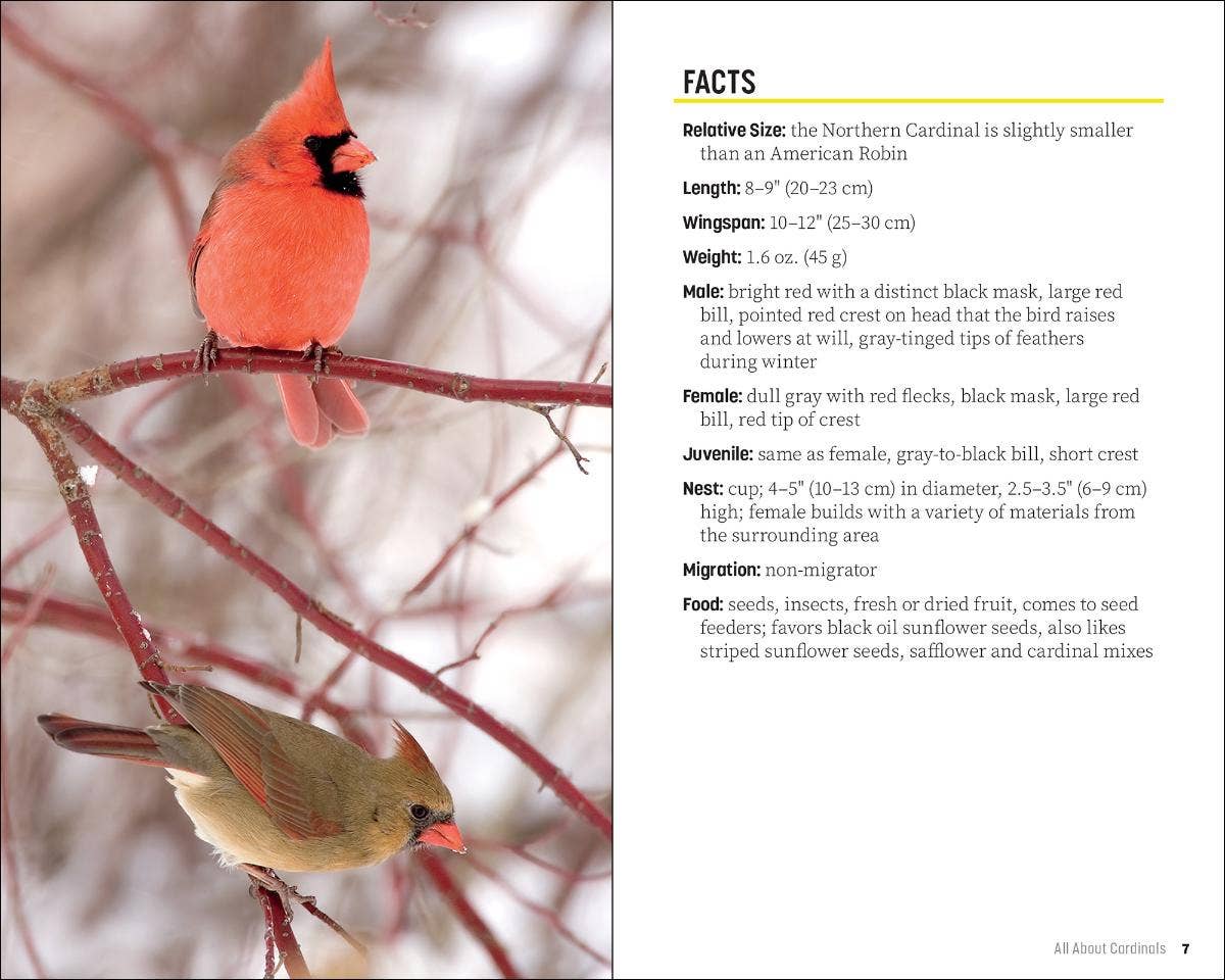 Attracting & Feeding Cardinals
