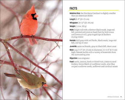 Attracting & Feeding Cardinals