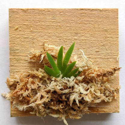 Psygmorchis Pusilla, Miniature Oncidium Orchid, Wood Mount