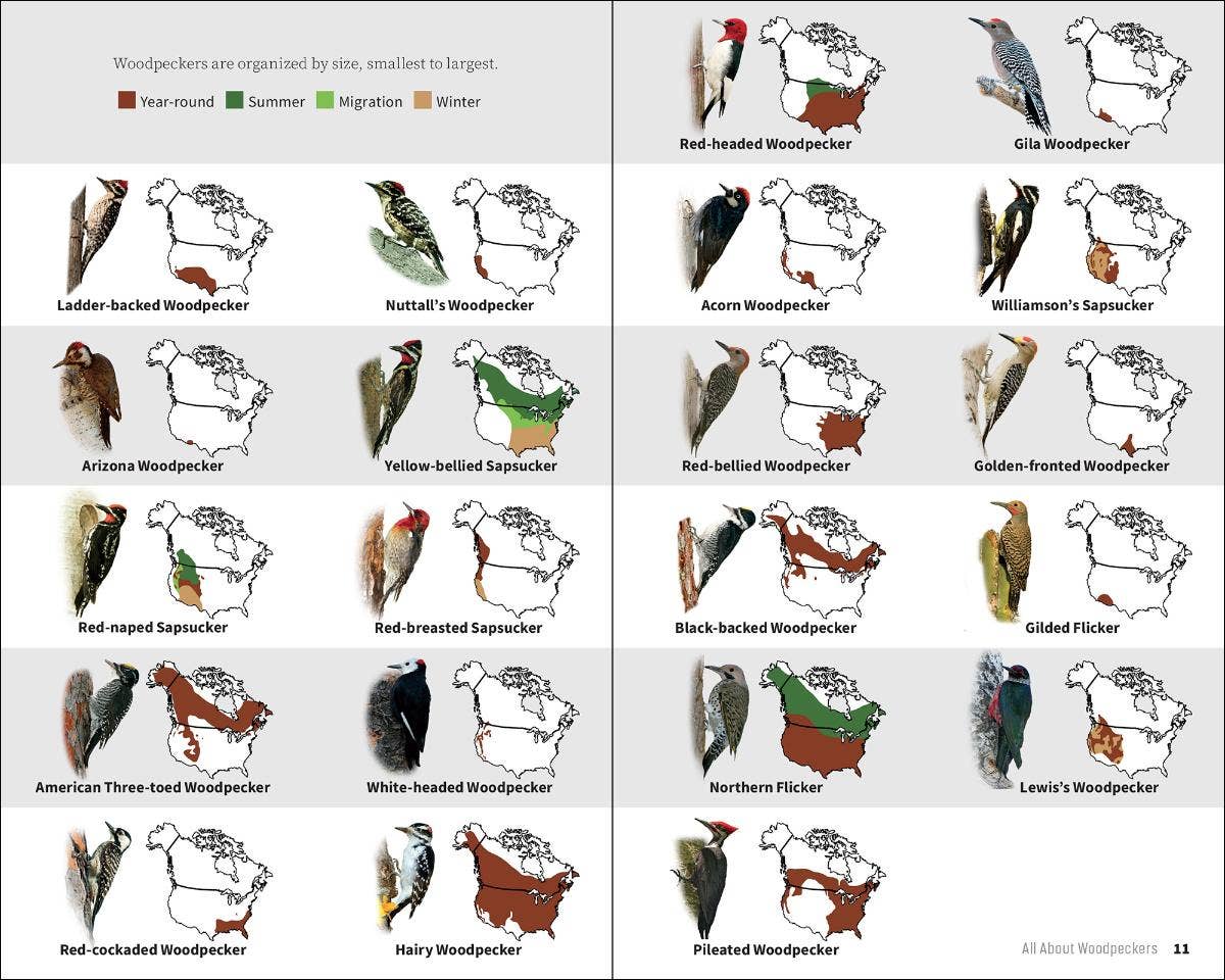Attracting & Feeding Woodpeckers