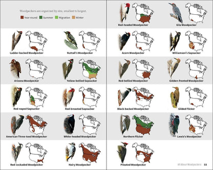 Attracting & Feeding Woodpeckers