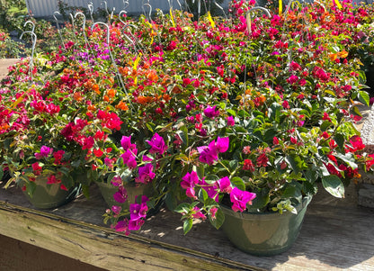 10" Bougainvillea HB