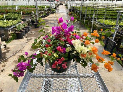 10" Bougainvillea HB