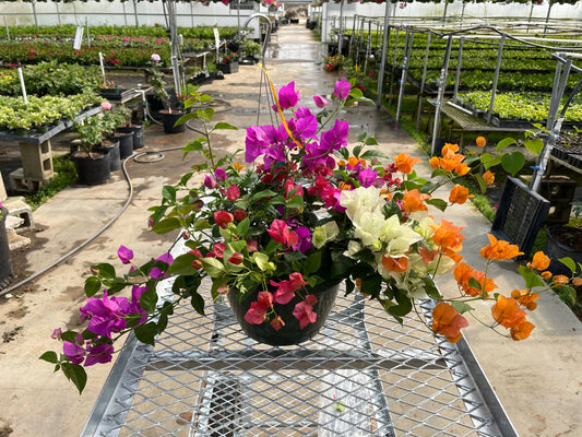 10" Bougainvillea HB