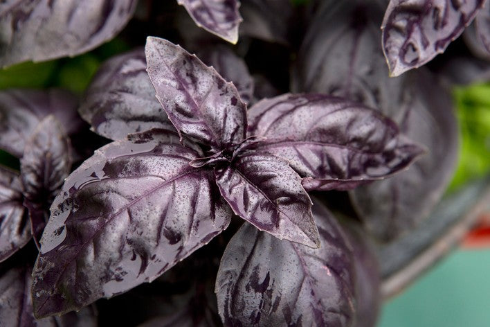 Basil (Ocimum) 'Crimson King' (3.5")